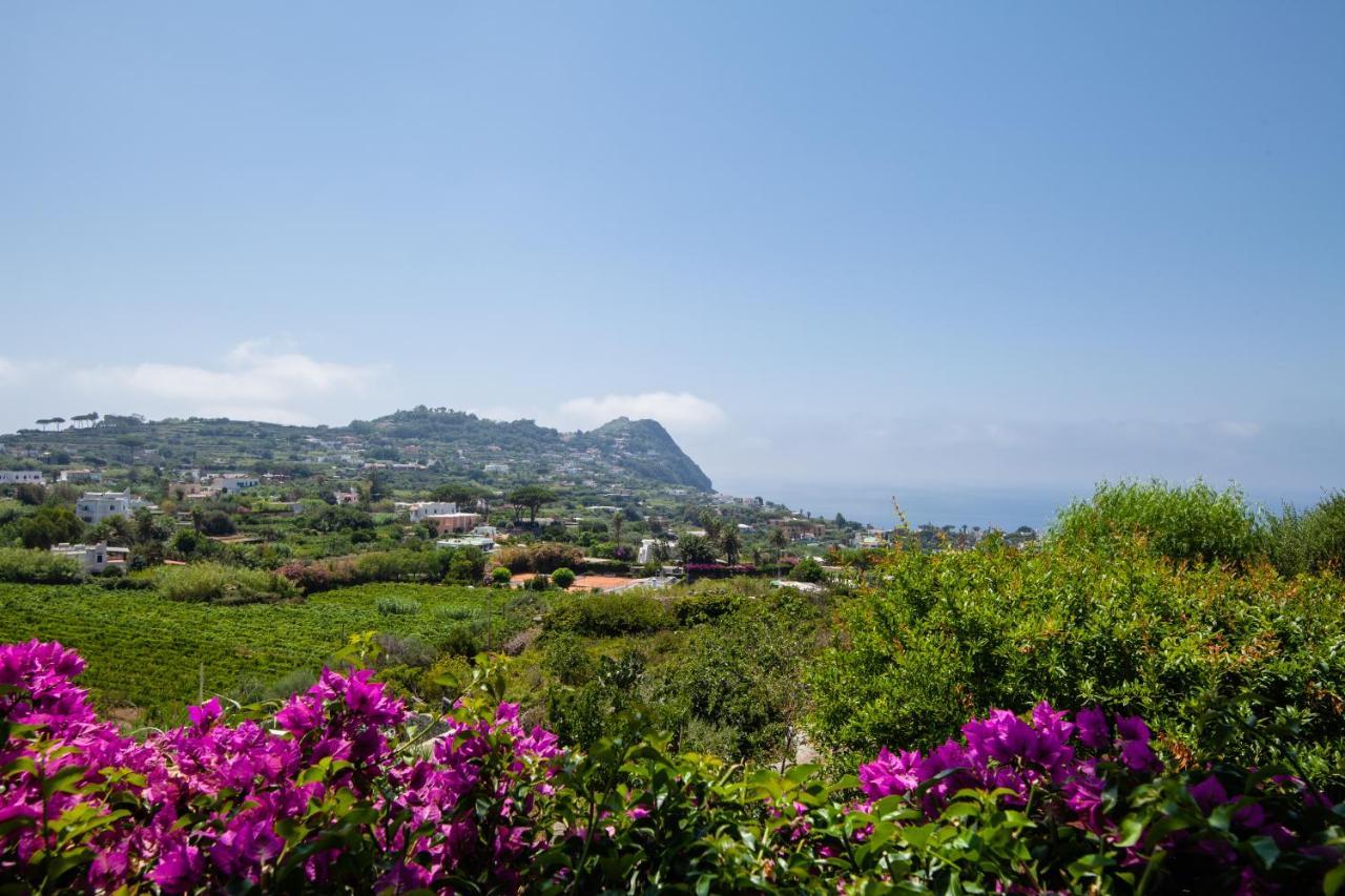 Villetta Con Giardino Esclusivo Di 1000 Mq, Piscina, Tennis, Calcio, Bocce Forio (Isola d'Ischia) Exterior foto